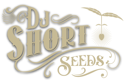 DJ Short Seeds