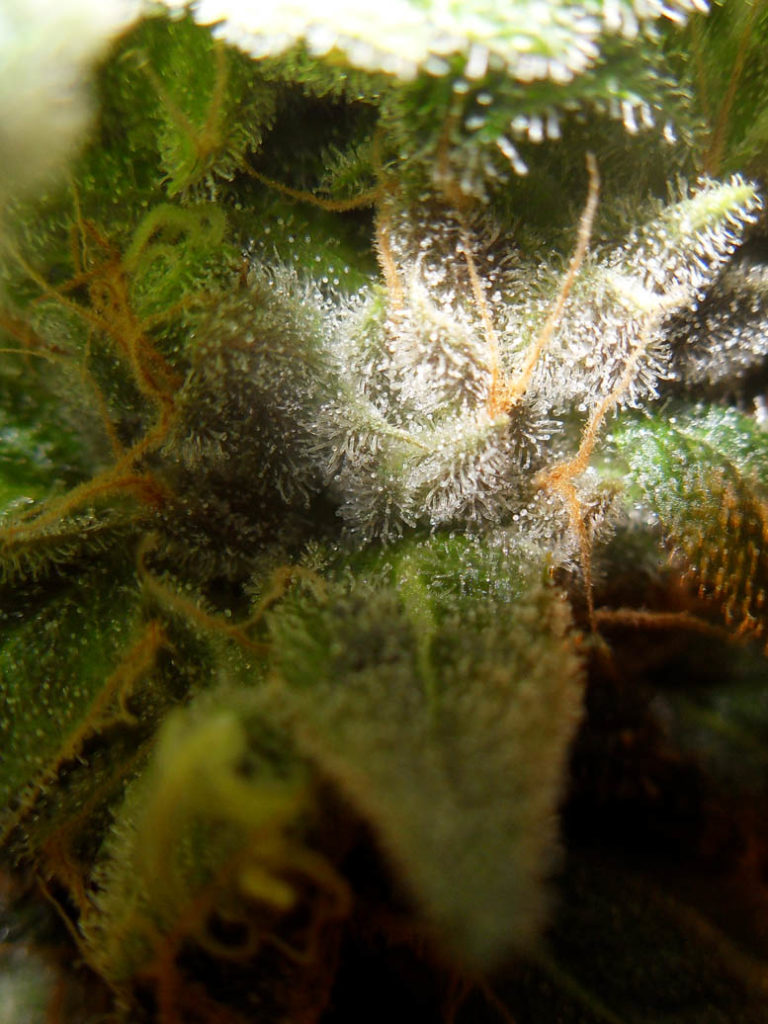 Azure Haze DJ Short Seeds
